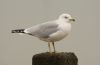 Ring-billed Gull at Westcliff Seafront (Steve Arlow) (125031 bytes)